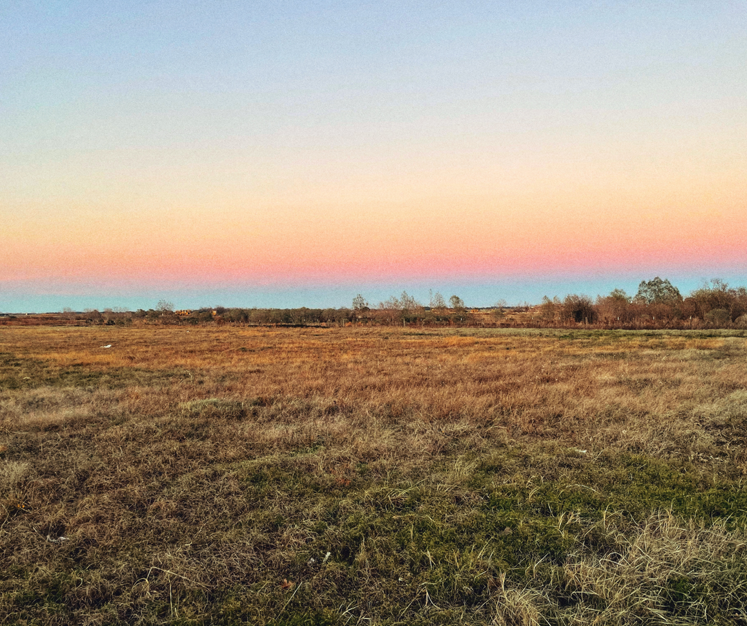 Bluebonnet Phone Cases and Accessories Review